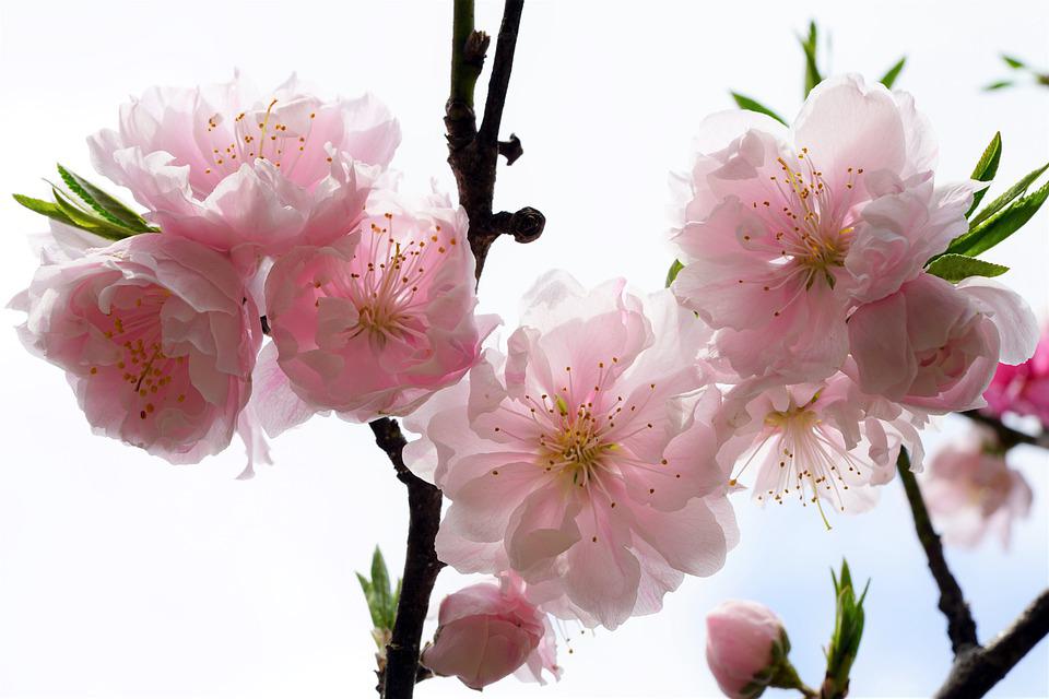 Detail Gambar Bunga Sakura Pixabay Nomer 46