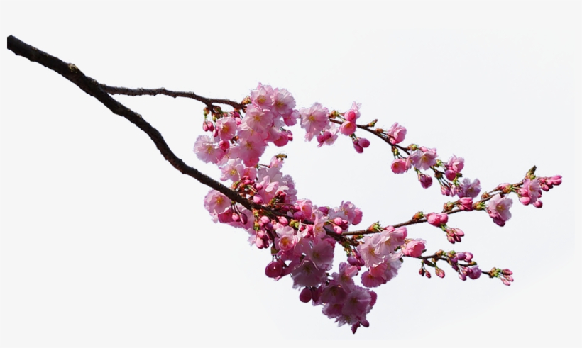 Detail Gambar Bunga Sakura Png Nomer 19