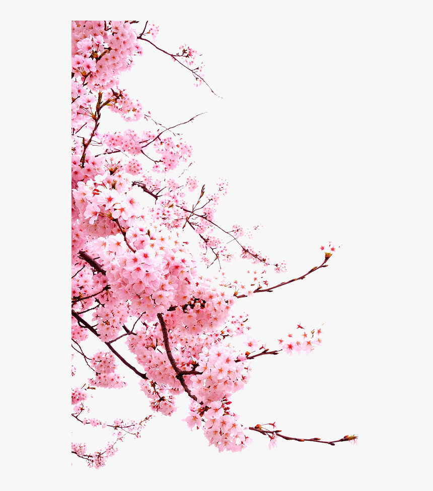Detail Gambar Bunga Sakura Png Nomer 40