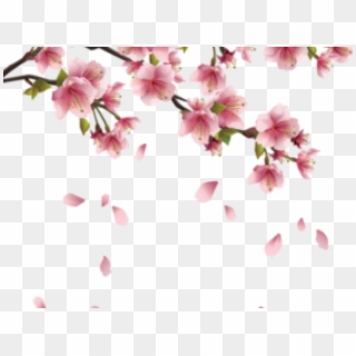 Detail Gambar Bunga Sakura Png Nomer 47