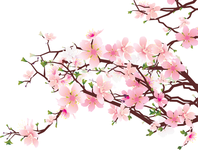 Detail Gambar Bunga Sakura Png Nomer 54