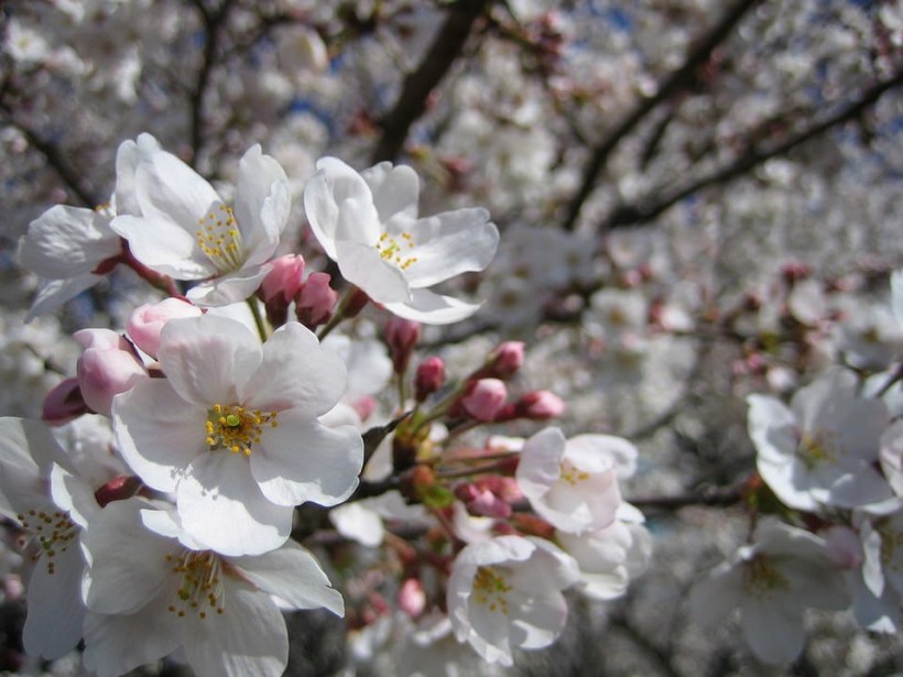 Detail Gambar Bunga Sakura Putih Nomer 43