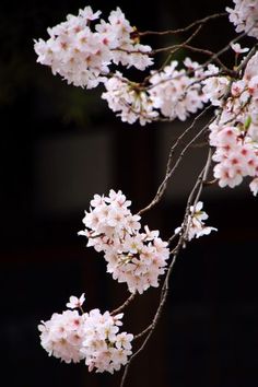 Detail Gambar Bunga Sakura Putih Nomer 9