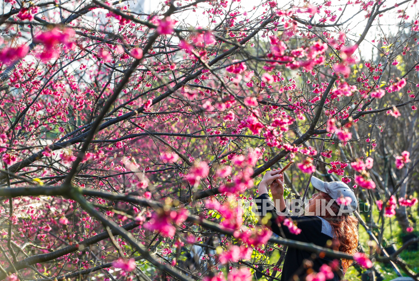 Detail Gambar Bunga Sakura Sakura Nomer 48