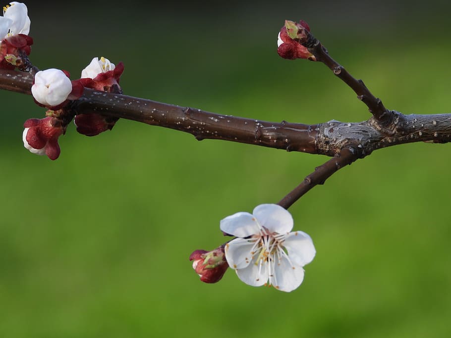 Detail Gambar Bunga Sakura Setangkai Nomer 13