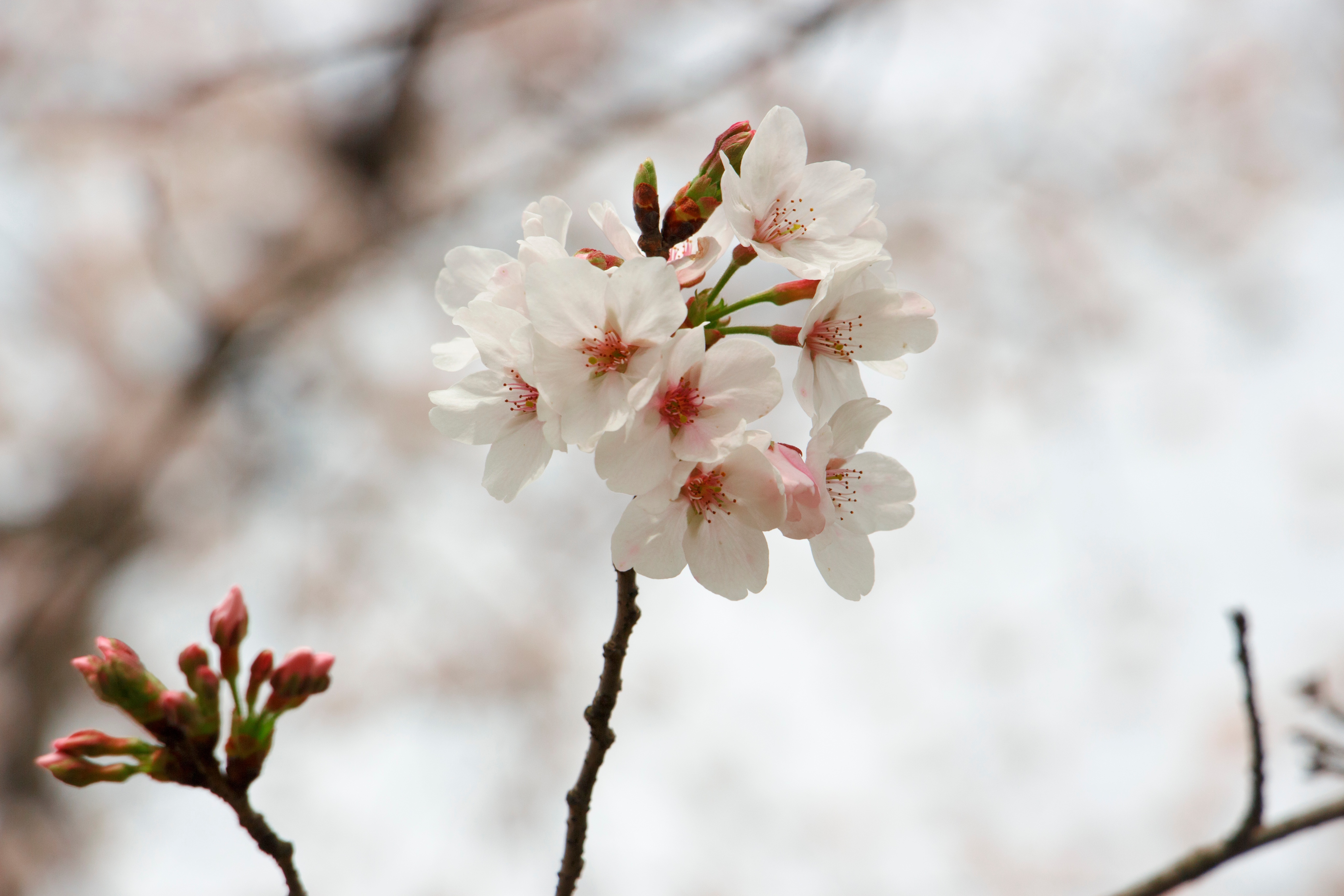 Detail Gambar Bunga Sakura Setangkai Nomer 3