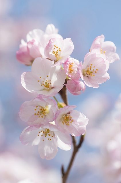 Detail Gambar Bunga Sakura Setangkai Nomer 41
