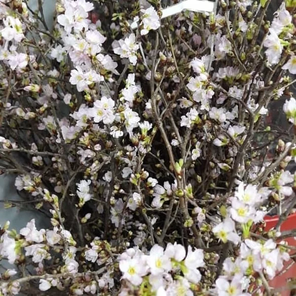 Detail Gambar Bunga Sakura Setangkai Nomer 44