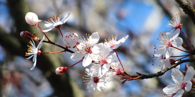 Detail Gambar Bunga Sakura Setangkai Nomer 53