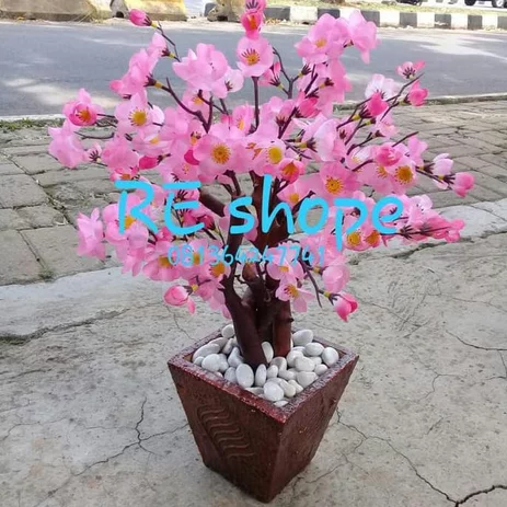Detail Gambar Bunga Sakura Setangkai Nomer 54