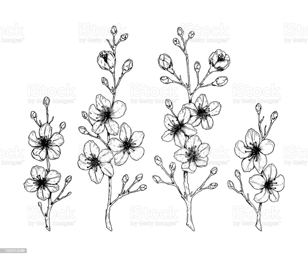 Detail Gambar Bunga Sakura Sketsa Nomer 51