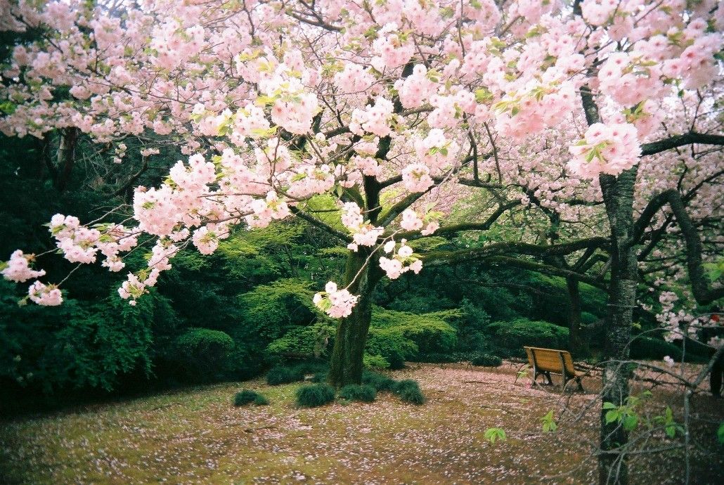 Detail Gambar Bunga Sakura Taman Nomer 5