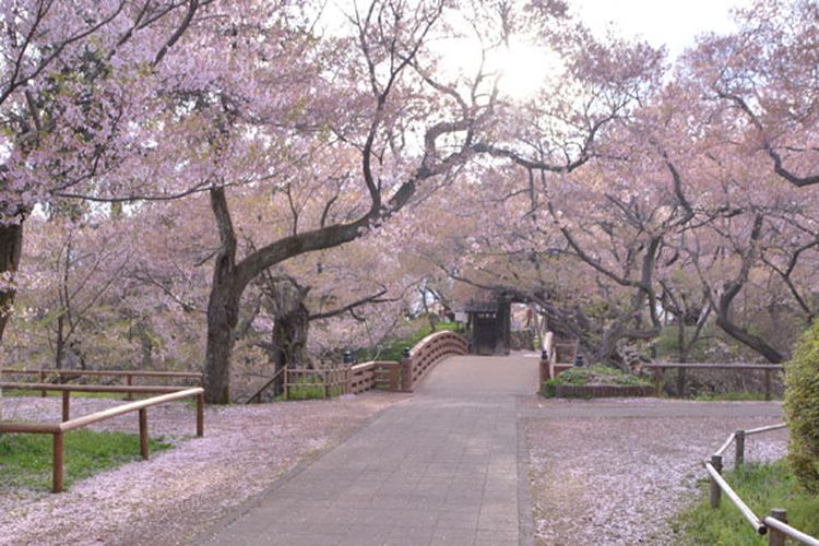 Detail Gambar Bunga Sakura Taman Nomer 9