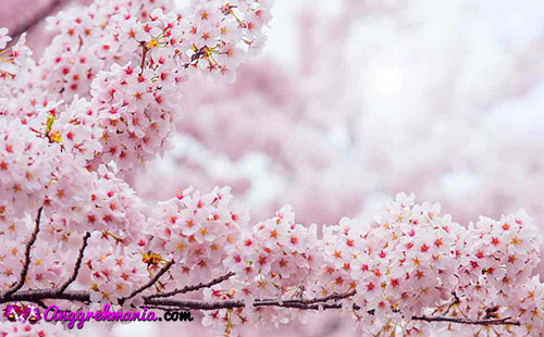 Detail Gambar Bunga Sakura Tercantik Di Dunia Nomer 11