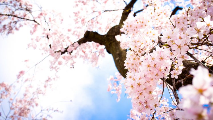 Detail Gambar Bunga Sakura Tercantik Di Dunia Nomer 18