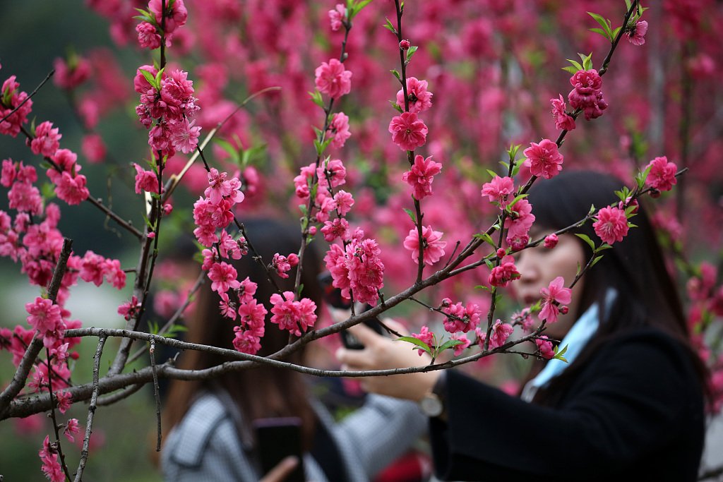 Detail Gambar Bunga Sakura Tercantik Di Dunia Nomer 19