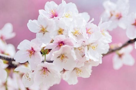 Detail Gambar Bunga Sakura Tercantik Di Dunia Nomer 28