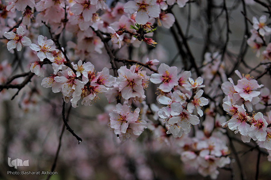 Detail Gambar Bunga Sakura Tercantik Di Dunia Nomer 39