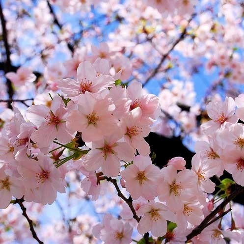Detail Gambar Bunga Sakura Tercantik Di Dunia Nomer 6