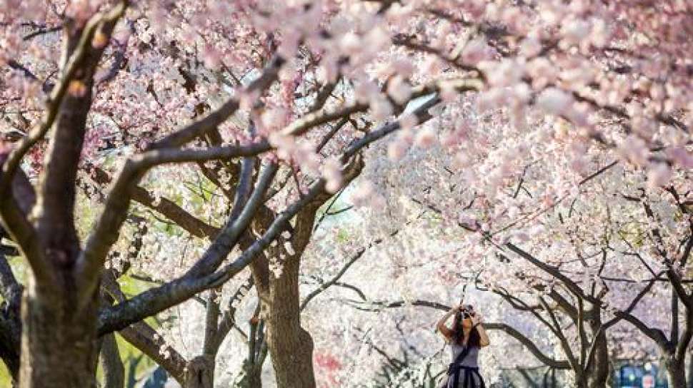 Detail Gambar Bunga Sakura Tercantik Di Dunia Nomer 50