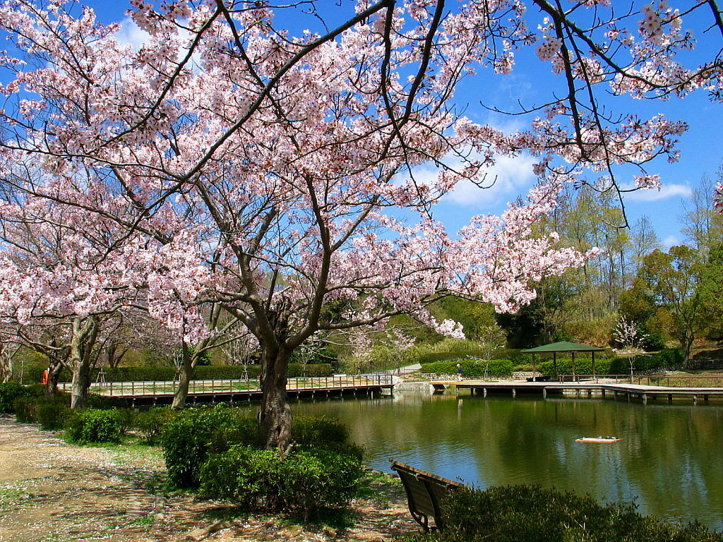 Detail Gambar Bunga Sakura Terindah Nomer 51