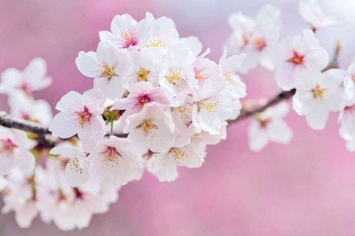 Detail Gambar Bunga Sakura Terindah Nomer 54