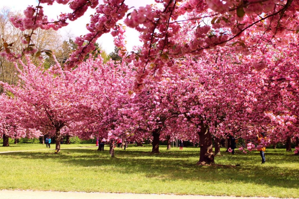 Detail Gambar Bunga Sakura Terindah Di Dunia Nomer 16