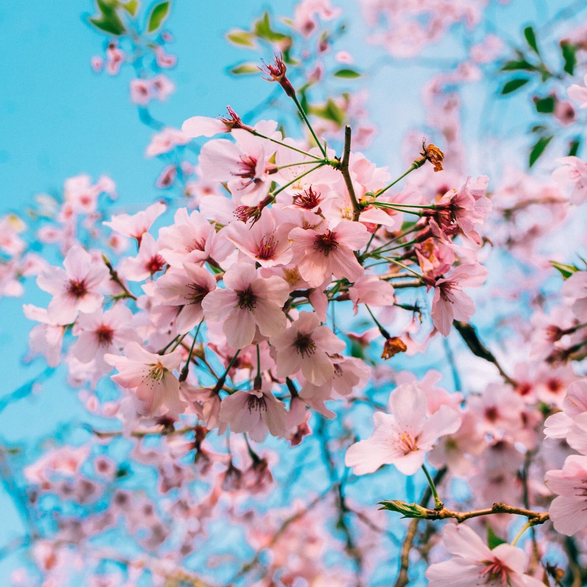 Detail Gambar Bunga Sakura Terindah Di Dunia Nomer 26