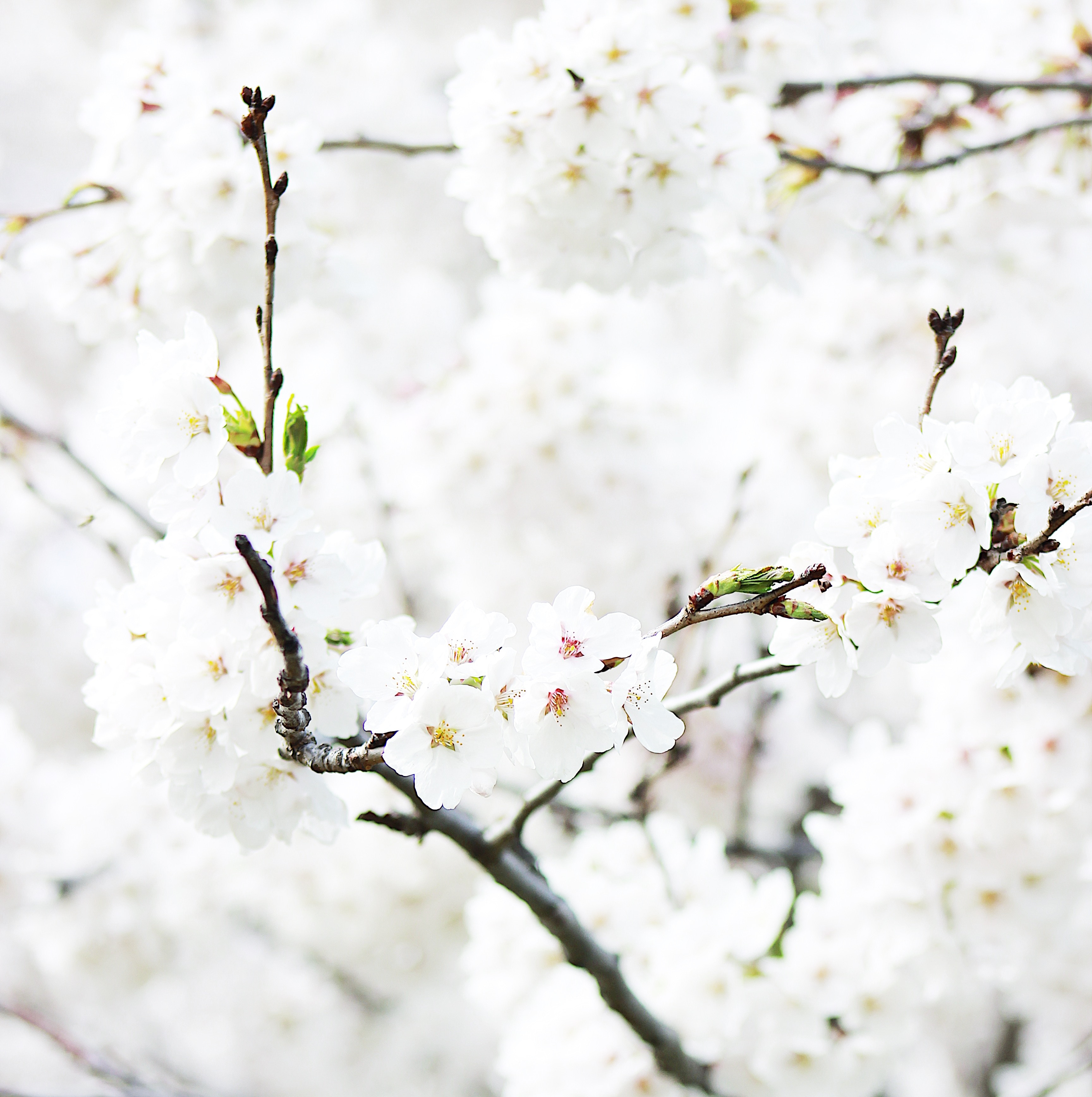 Detail Gambar Bunga Sakura Terkeren Nomer 17