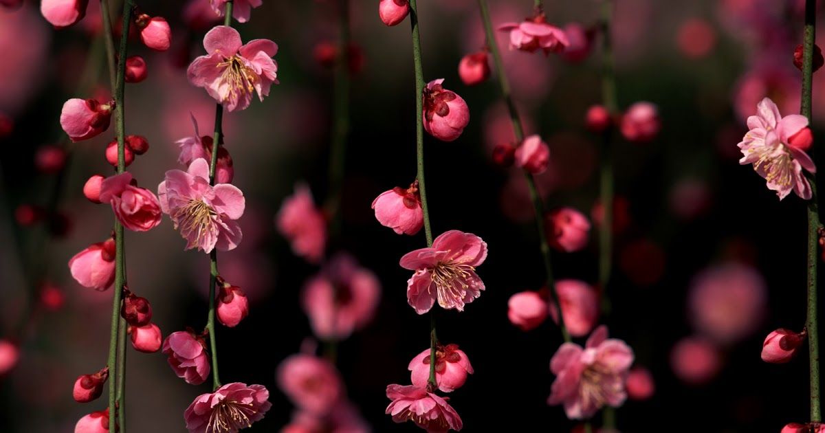 Detail Gambar Bunga Sakura Terkeren Nomer 37