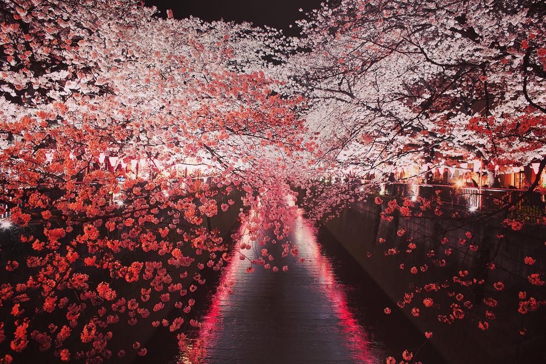 Detail Gambar Bunga Sakura Terkeren Nomer 53
