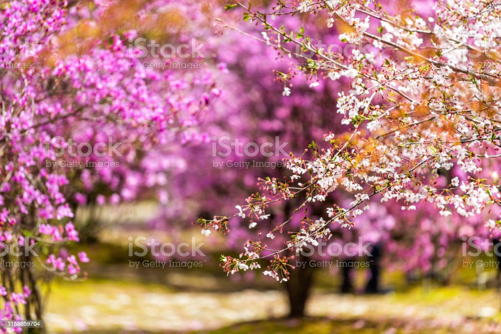 Detail Gambar Bunga Sakura Ungu Nomer 53