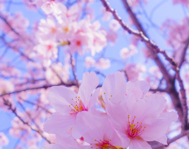 Detail Gambar Bunga Sakura Untuk Wallpaper Nomer 20