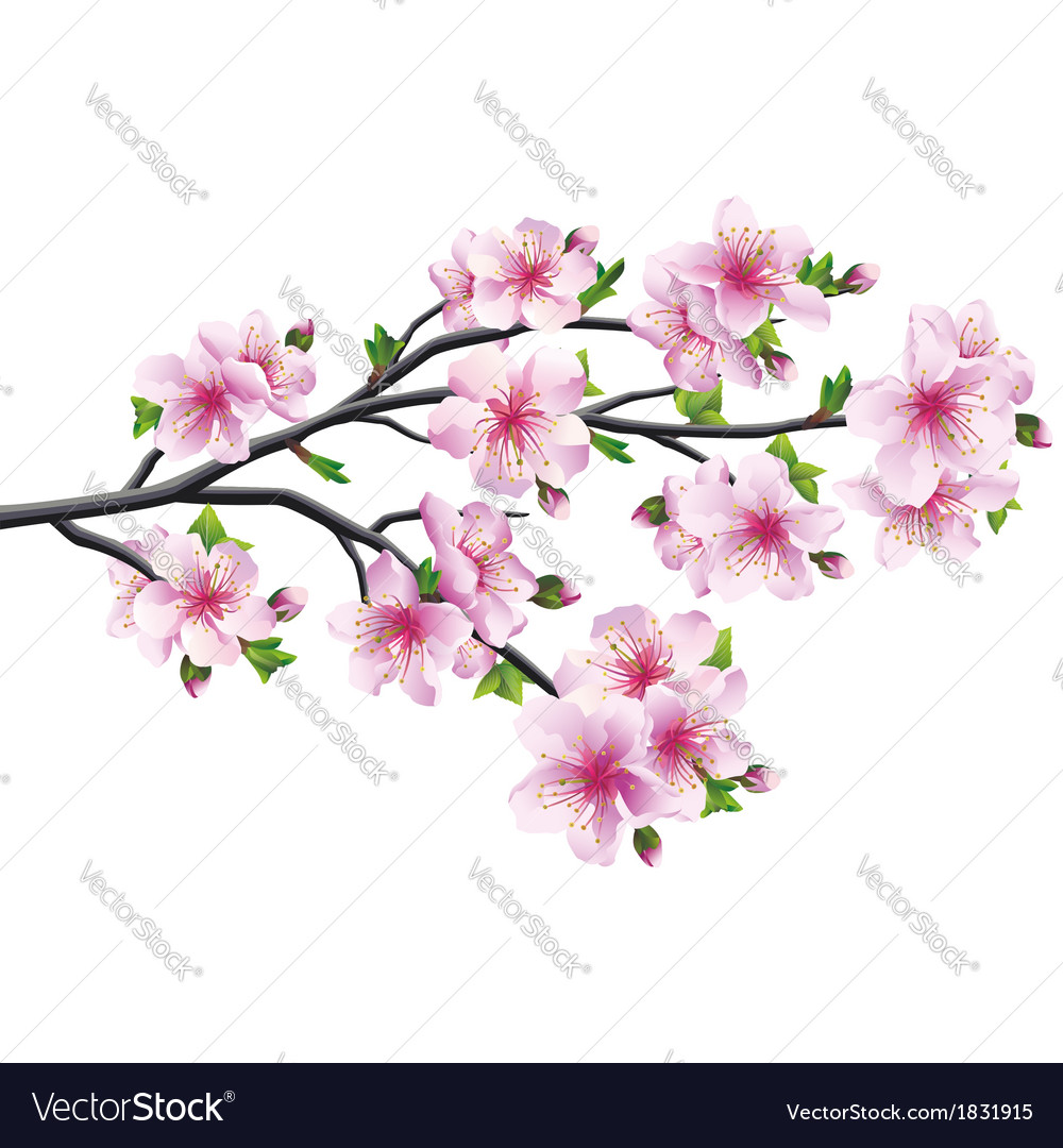 Detail Gambar Bunga Sakura Vector Nomer 23