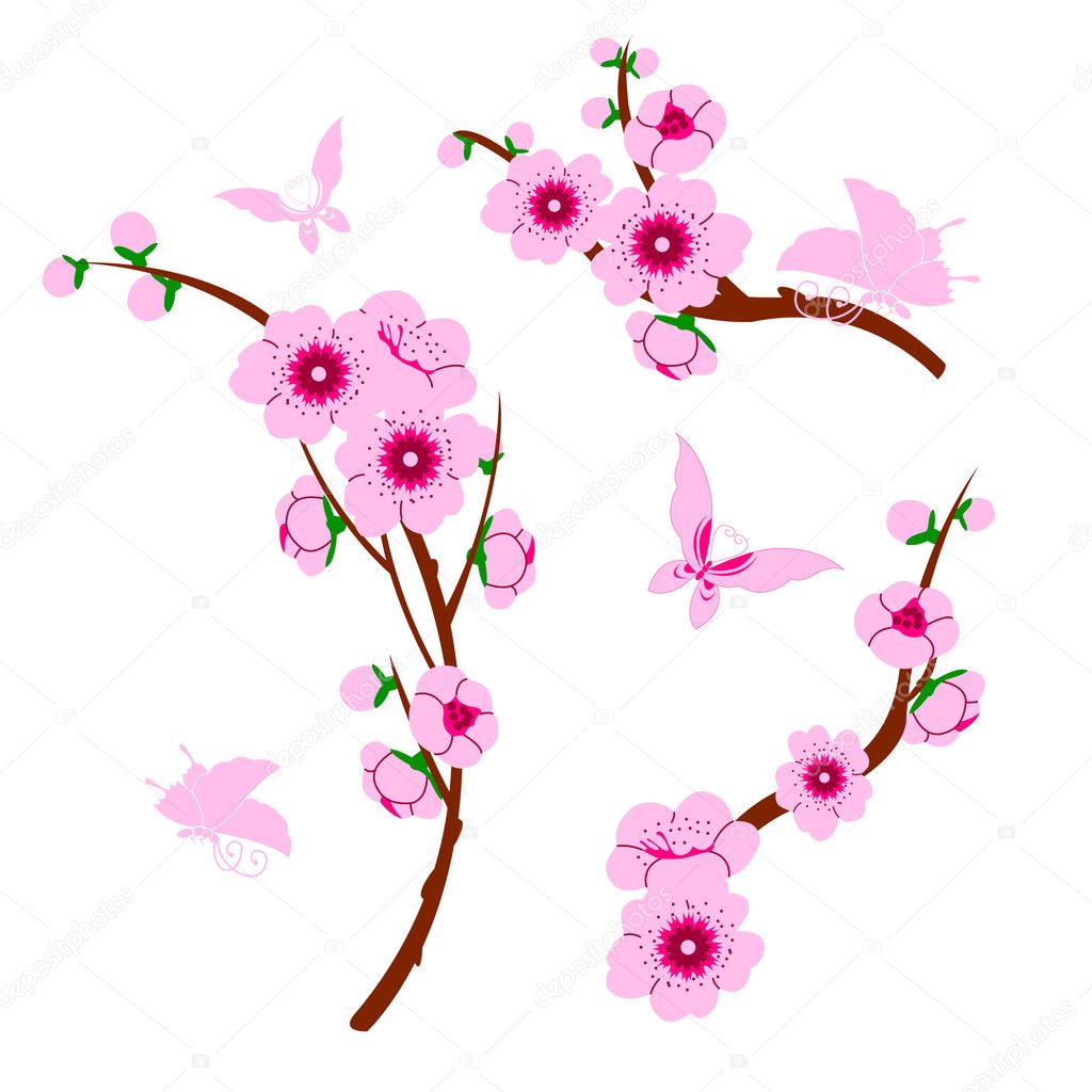 Detail Gambar Bunga Sakura Vector Nomer 24