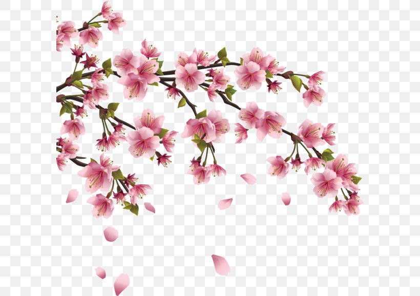 Detail Gambar Bunga Sakura Vector Nomer 36