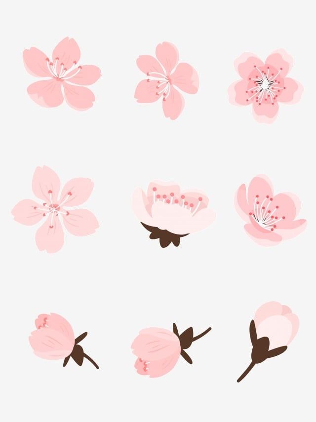 Detail Gambar Bunga Sakura Vector Nomer 39