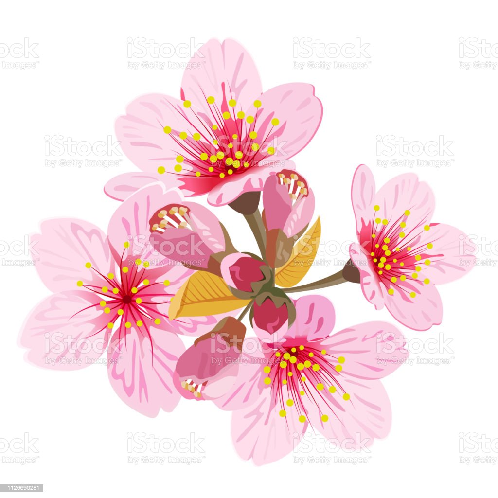 Detail Gambar Bunga Sakura Vector Nomer 41