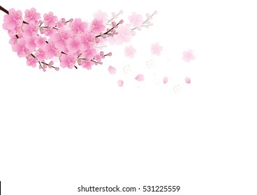 Detail Gambar Bunga Sakura Vector Nomer 50