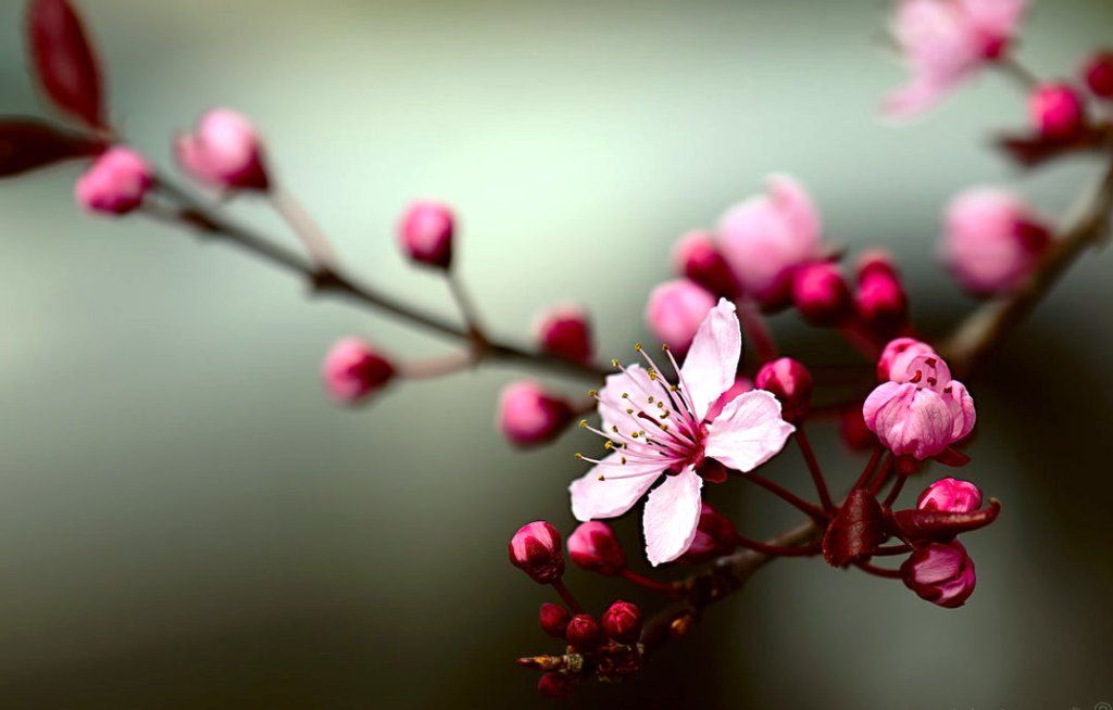 Detail Gambar Bunga Sakura Wallpaper Nomer 18