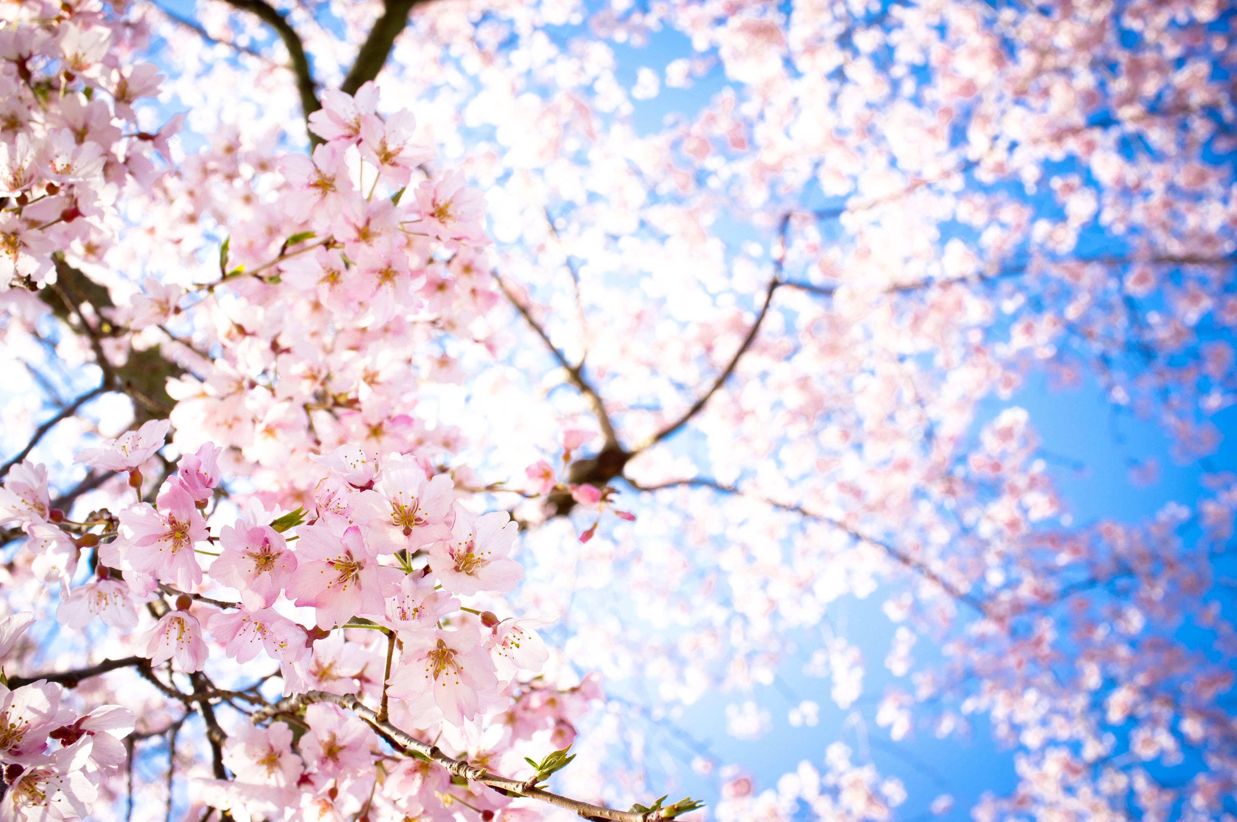 Detail Gambar Bunga Sakura Wallpaper Nomer 40