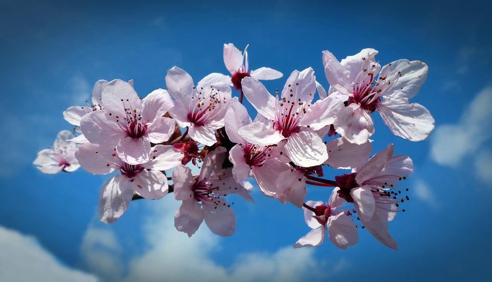 Detail Gambar Bunga Sakura Warna Biru Nomer 39