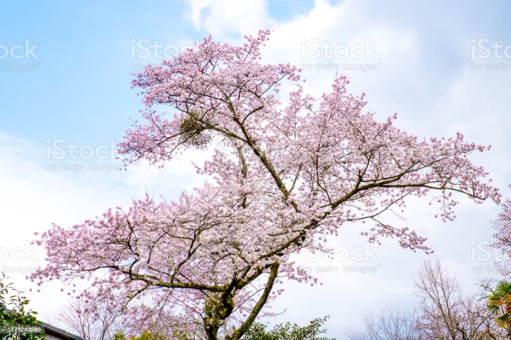 Download Gambar Bunga Sakura Warna Biru Nomer 40