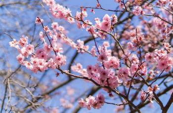 Detail Gambar Bunga Sakura Yang Bagus Nomer 16