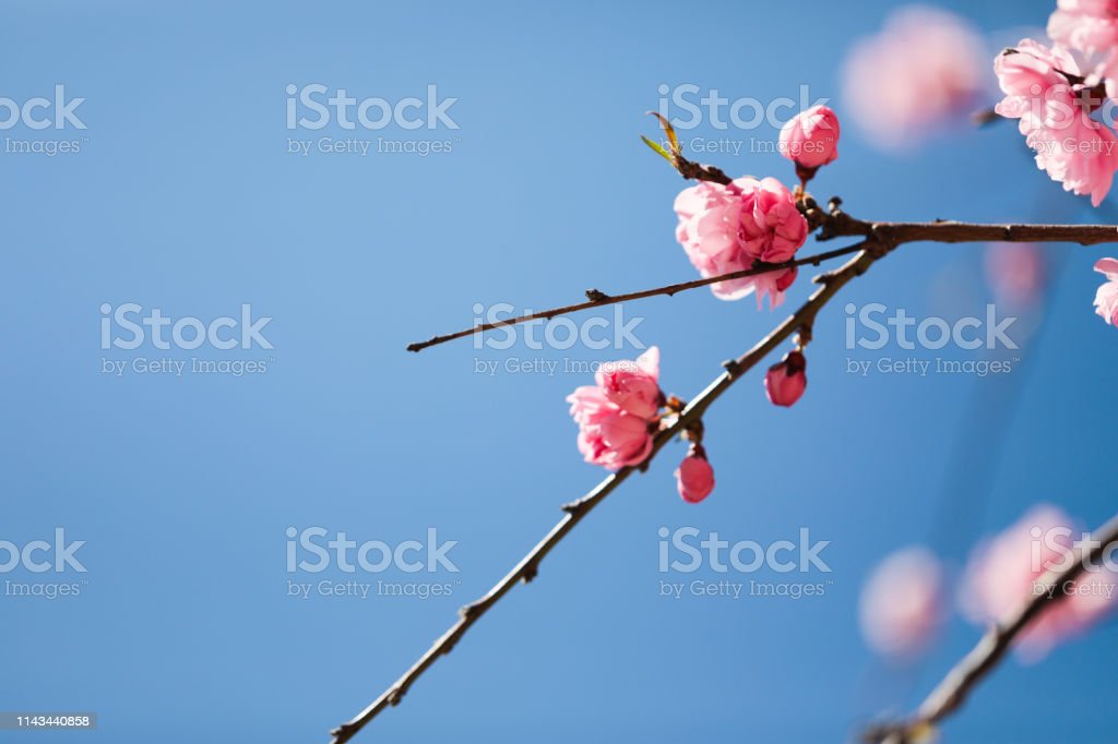 Detail Gambar Bunga Sakura Yang Bagus Nomer 34