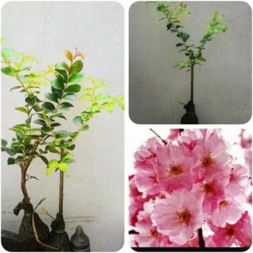 Detail Gambar Bunga Sakura Yang Bagus Nomer 40