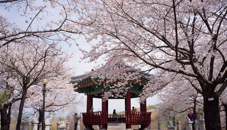 Detail Gambar Bunga Sakura Yang Bagus Nomer 43