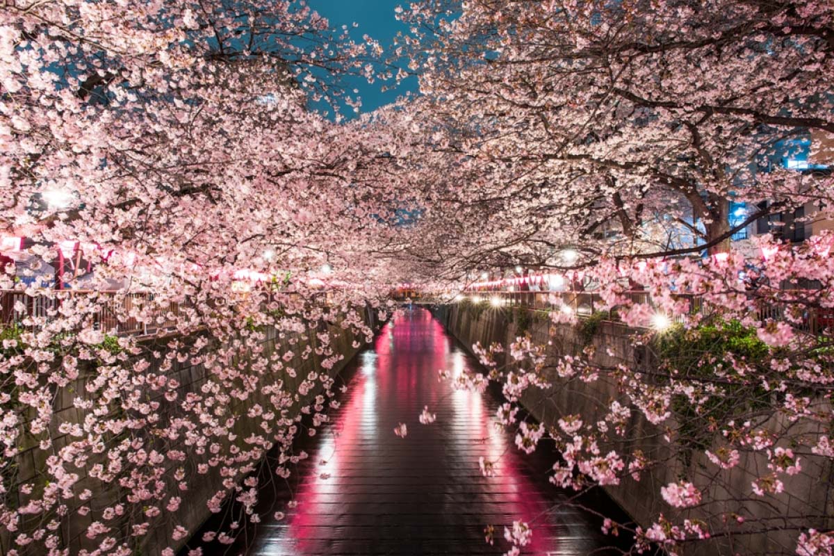 Detail Gambar Bunga Sakura Yang Bagus Nomer 44