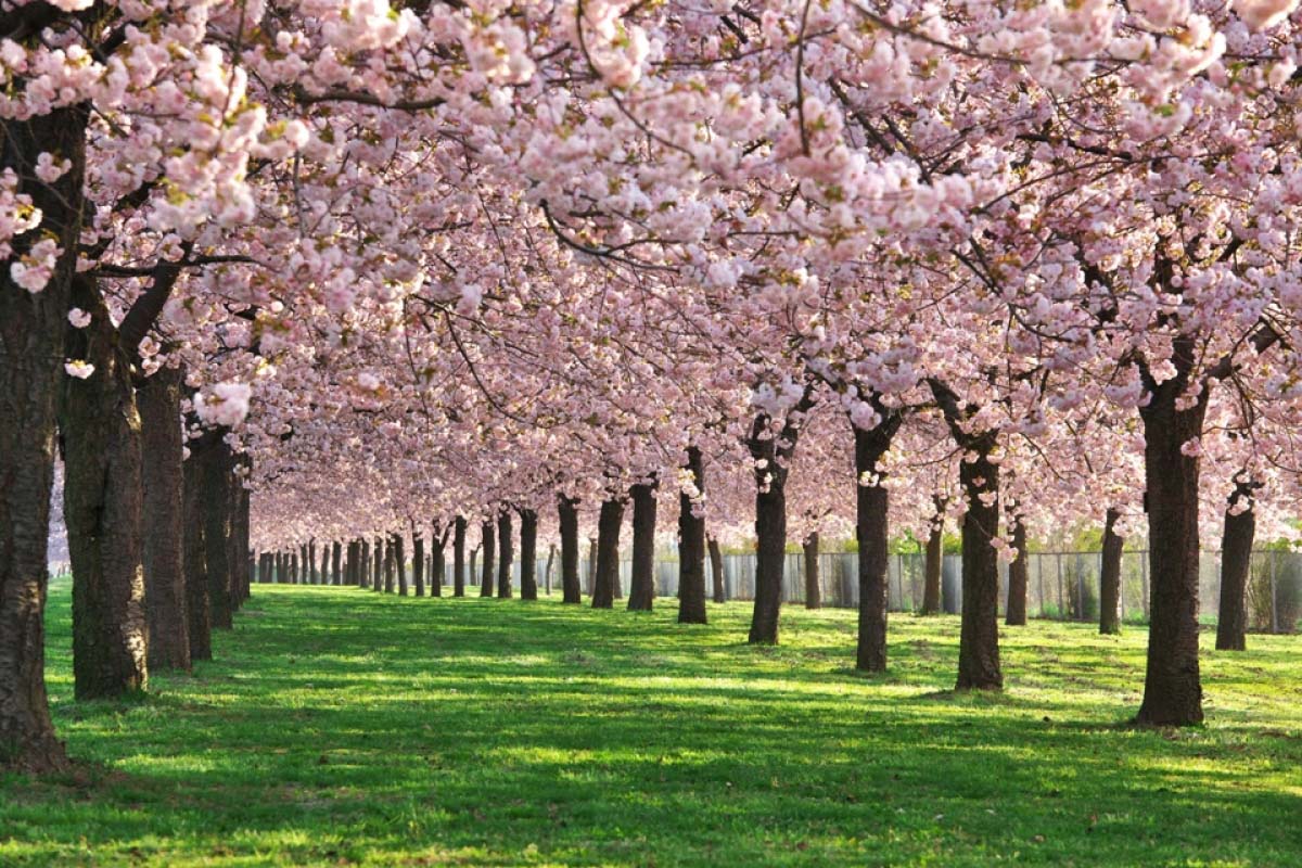Detail Gambar Bunga Sakura Yang Bagus Nomer 51