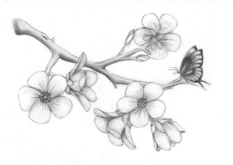 Detail Gambar Bunga Sakura Yang Belum Diwarnai Nomer 13